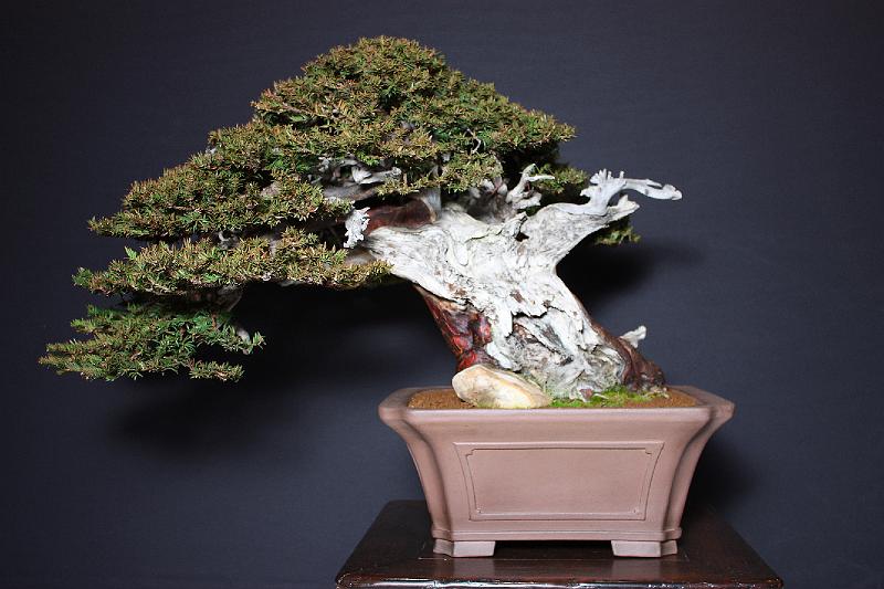 Bonsai, cay the, cay canh nghe thuat, cây cảnh nghệ thuật